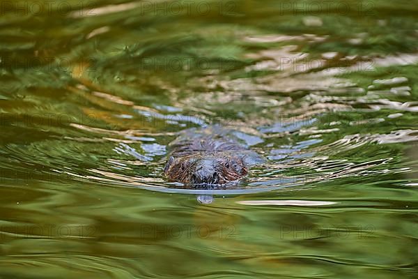 European beaver,