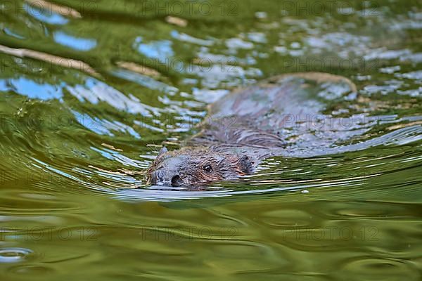 European beaver,