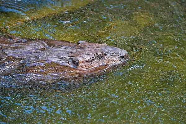 European beaver,