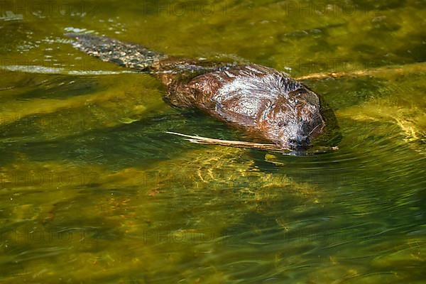 European beaver,