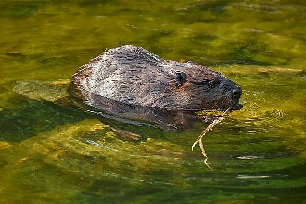 European beaver,