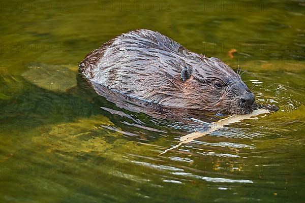 European beaver,