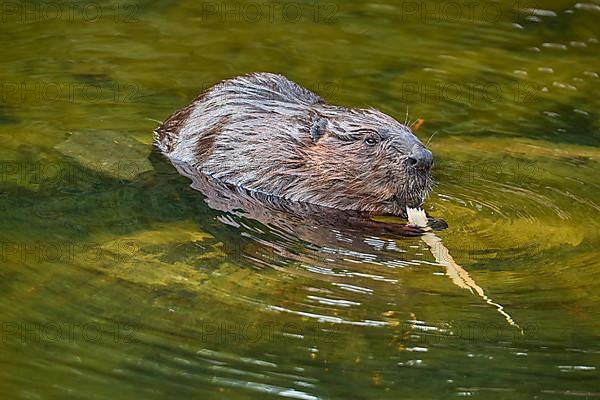 European beaver,