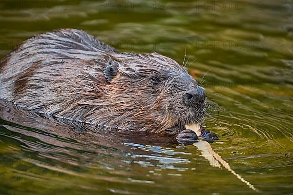 European beaver,