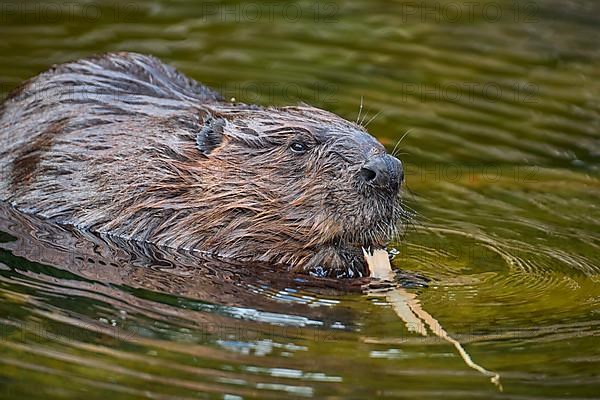 European beaver,