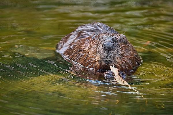 European beaver,