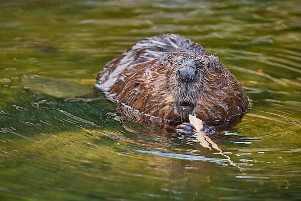 European beaver,