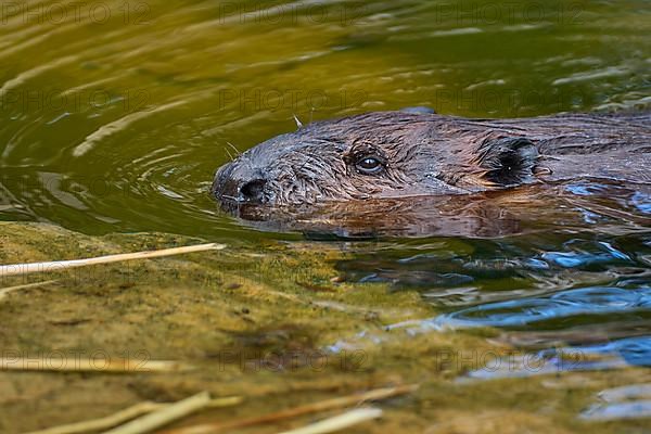 European beaver,