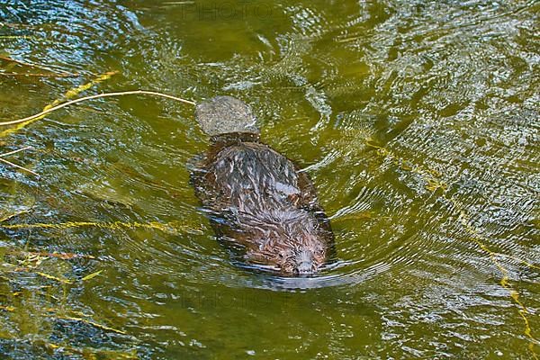 European beaver,