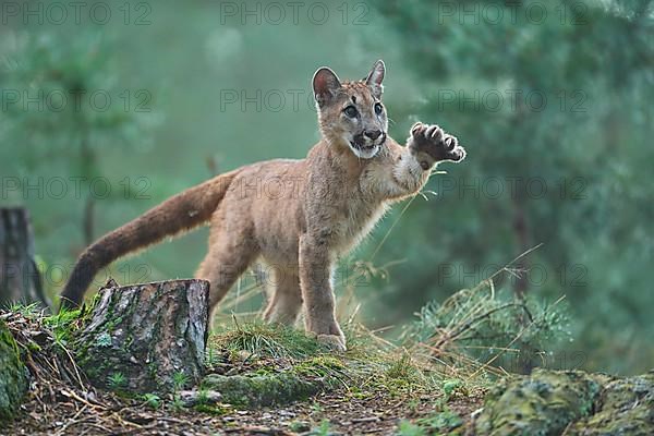 Cougar, Mountain Lion