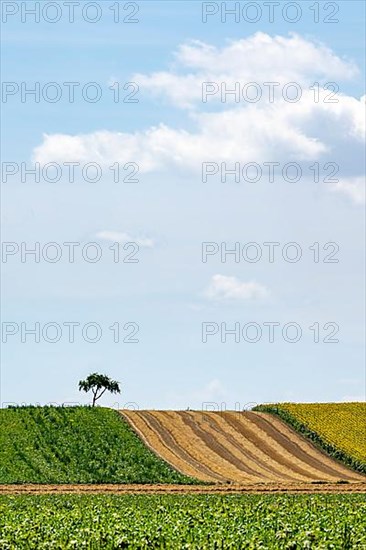 Landscape in summer with tree and blossoming sunflowers, harvested grain field