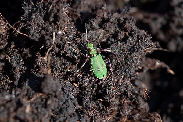 Green tiger beetle,