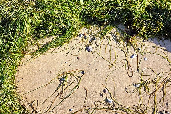 Beach of Klein Zicker dreamlike landscape on the Baltic Sea island of Ruegen. Moenchgut, Mecklenburg-Western Pomerania