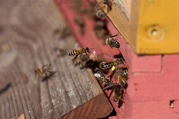 Flying honey bees,