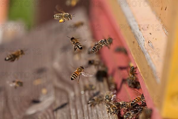 Flying honey bees,