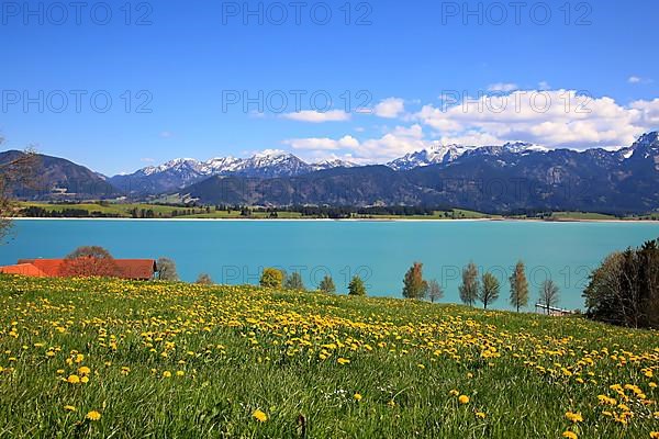 Lake Forggensee in the Koenigswinkel with the Alps in the background. Fuessen, Ostallgaeu