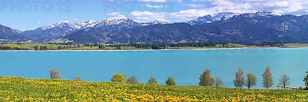 Lake Forggensee in the Koenigswinkel with the Alps in the background. Fuessen, Ostallgaeu