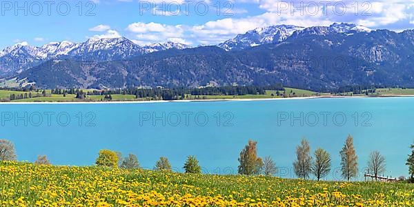 Lake Forggensee in the Koenigswinkel with the Alps in the background. Fuessen, Ostallgaeu
