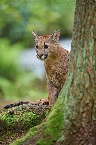 Cougar, Mountain Lion