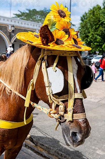 Horse with a hat, Izamal