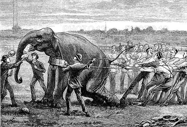 A crowd of people trying to hold an elephant at the inter-university boat race,1881