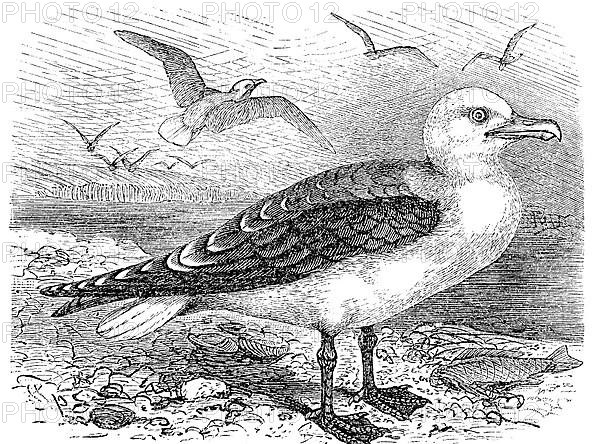 Lesser black-backed gull,