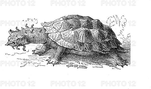 Fringed tortoise, mata mata