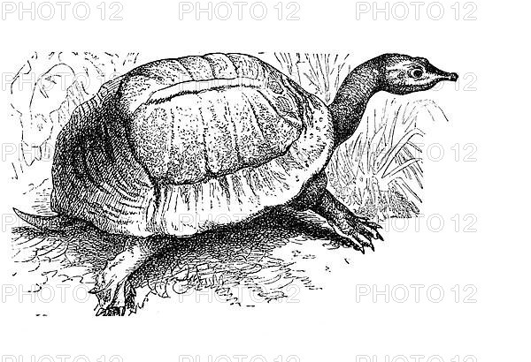 Florida softshell turtle,