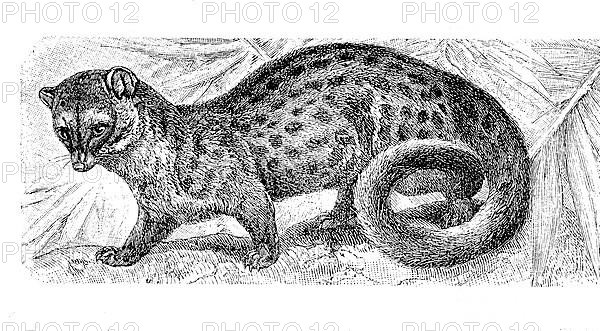 Rusty-spotted genet,