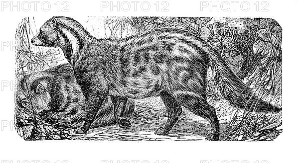 Malabar large-spotted civet cat, Viverra civetta