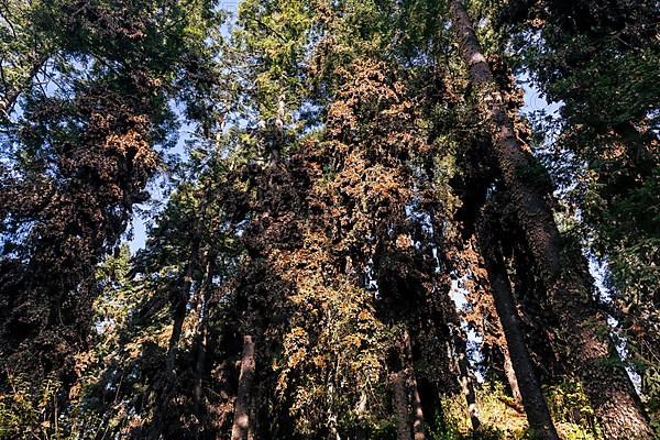 Millions of Butterflies covering trees in the Unesco site Monarch Butterfly Biosphere Reserve, El Rosario