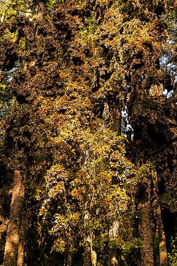 Millions of Butterflies covering trees in the Unesco site Monarch Butterfly Biosphere Reserve, El Rosario