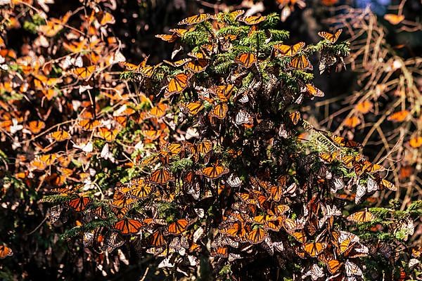 Millions of Butterflies covering trees in the Unesco site Monarch Butterfly Biosphere Reserve, El Rosario