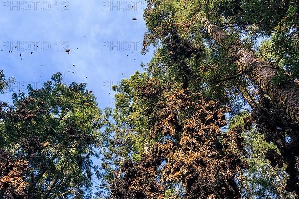 Millions of Butterflies covering trees in the Unesco site Monarch Butterfly Biosphere Reserve, El Rosario