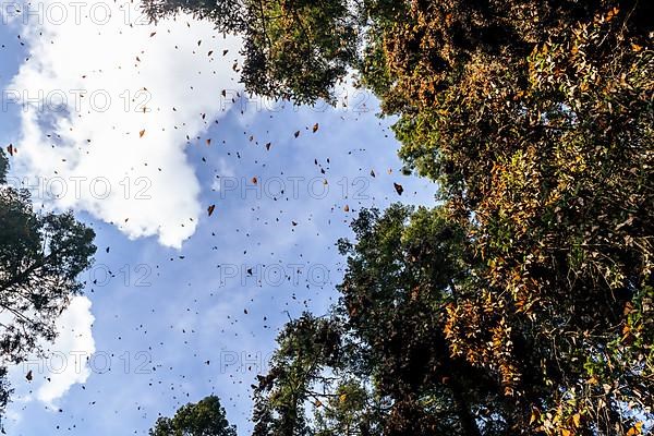 Millions of Butterflies covering trees in the Unesco site Monarch Butterfly Biosphere Reserve, El Rosario