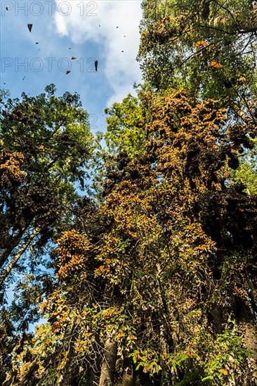 Millions of Butterflies covering trees in the Unesco site Monarch Butterfly Biosphere Reserve, El Rosario