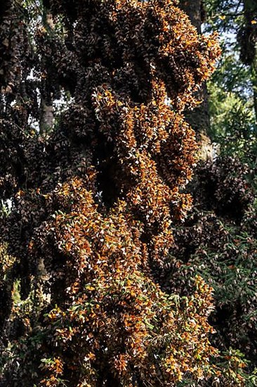 Millions of Butterflies covering trees in the Unesco site Monarch Butterfly Biosphere Reserve, El Rosario