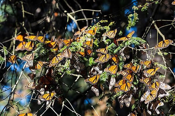 Millions of Butterflies covering trees in the Unesco site Monarch Butterfly Biosphere Reserve, El Rosario