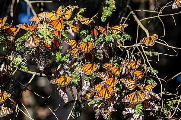 Millions of Butterflies covering trees in the Unesco site Monarch Butterfly Biosphere Reserve, El Rosario