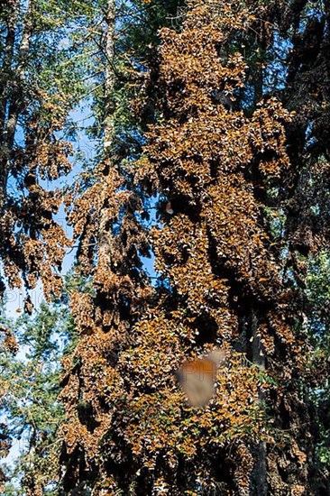 Millions of Butterflies covering trees in the Unesco site Monarch Butterfly Biosphere Reserve, El Rosario