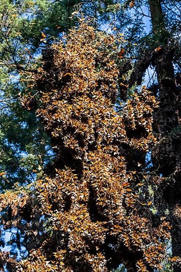Millions of Butterflies covering trees in the Unesco site Monarch Butterfly Biosphere Reserve, El Rosario