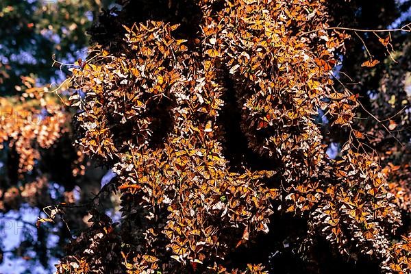 Millions of Butterflies covering trees in the Unesco site Monarch Butterfly Biosphere Reserve, El Rosario