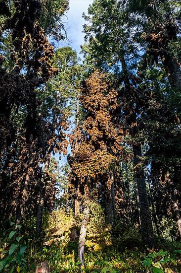 Millions of Butterflies covering trees in the Unesco site Monarch Butterfly Biosphere Reserve, El Rosario