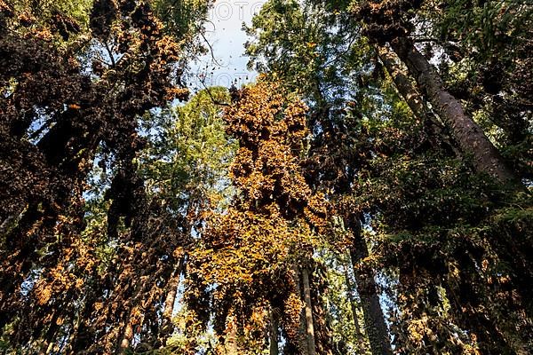 Millions of Butterflies covering trees in the Unesco site Monarch Butterfly Biosphere Reserve, El Rosario