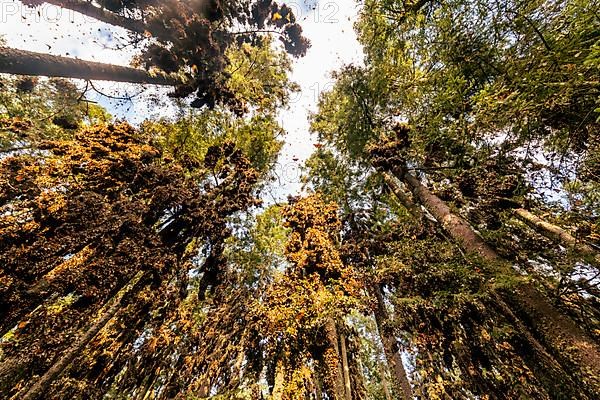 Millions of Butterflies covering trees in the Unesco site Monarch Butterfly Biosphere Reserve, El Rosario