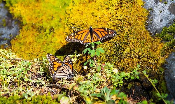 Close up from a Monarch butterfly,