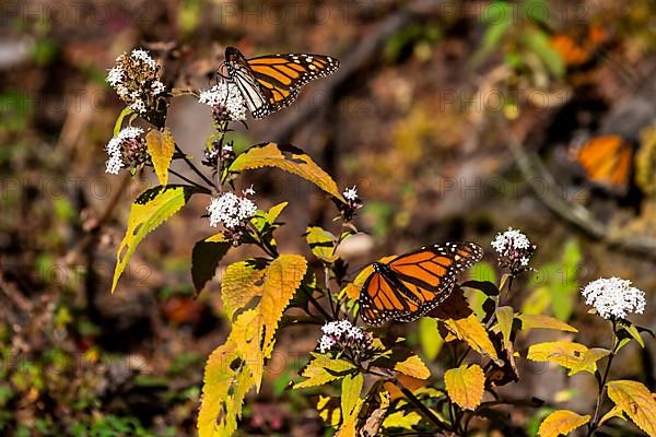 Close up from a Monarch butterfly,