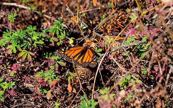 Close up from a Monarch butterfly,