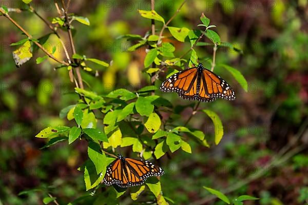 Close up from a Monarch butterfly,