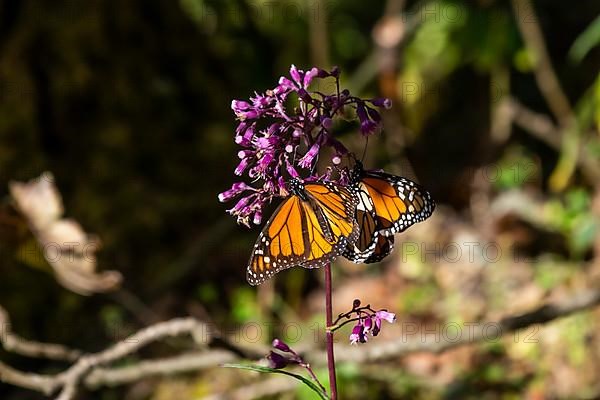 Close up from a Monarch butterfly,
